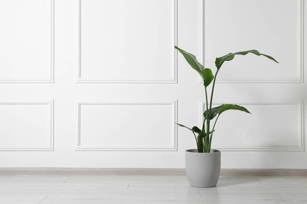 Potted strelitzia on floor indoors, space for text. Beautiful houseplant - Fotoğraf, Görsel