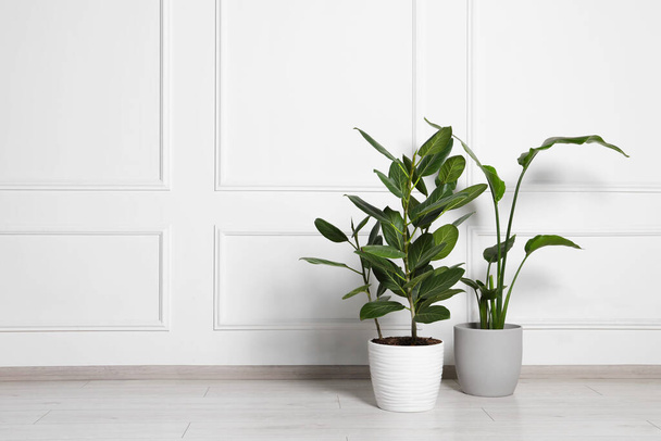 Different houseplants in pots on floor near white wall indoors, space for text - Foto, imagen