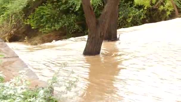Ein Baum steht unter Wasser - Filmmaterial, Video