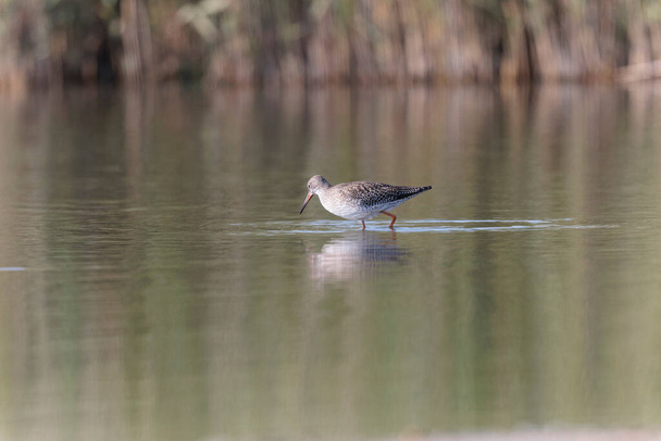 Common Greenshank Tringa nebularia wading in a swamp in Brittany, France - Photo, Image