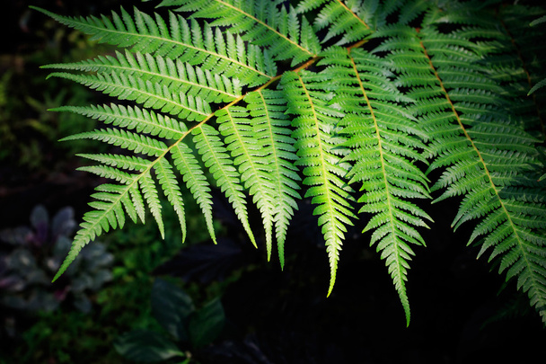 Green fern leaves against darkness background use for purity nat - Photo, Image
