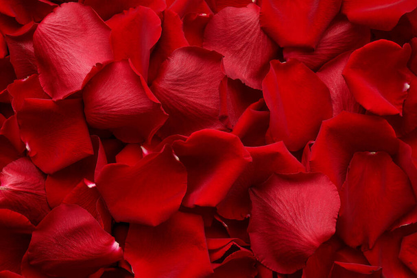 Beautiful red rose petals as background, top view - Foto, imagen