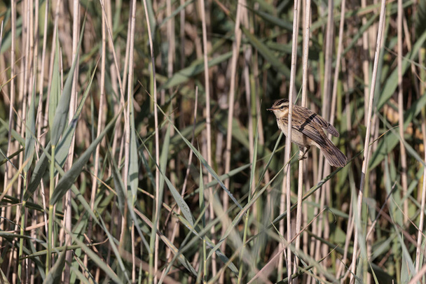 Acrocephalus schoenobaenus Sedge Warbler perching on reed and singing - Photo, Image