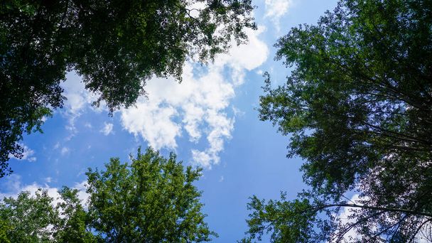 blue sky with clouds in the crowns of trees. High quality photo - Photo, Image