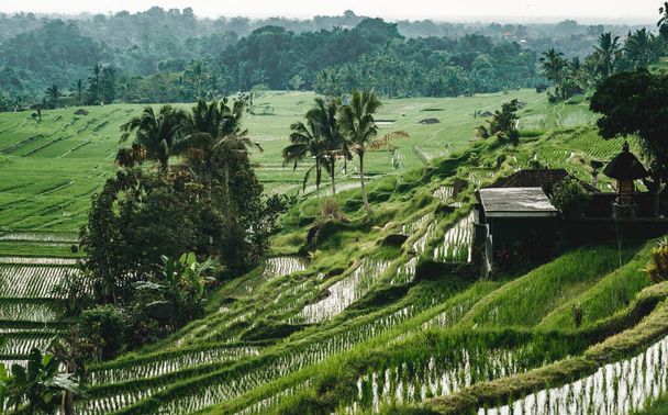 Вид сверху рисовой террасы с водой. Пейзаж фото рисовых плантаций, балийского сельского хозяйства области - Фото, изображение