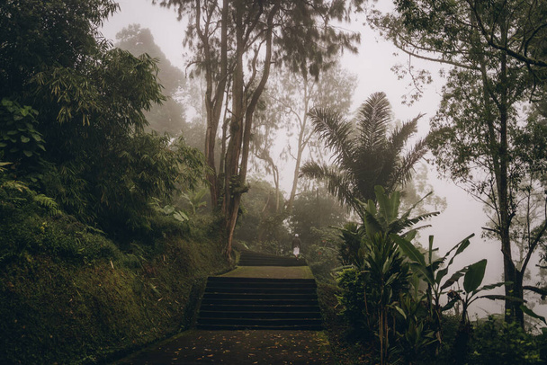 Stone ladder in foggy tropical forest. Walking path for jungle adventure exploring, exotic vegetation and flora - Photo, Image