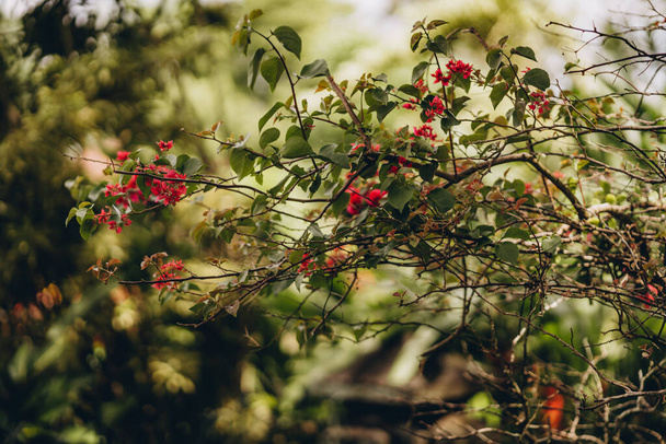 Close up photo of red flowers on bush. Tropical vegetation and wild colorful flora - Fotó, kép