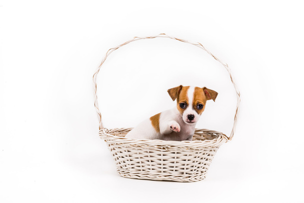 beckoning chihuahua puppy sitting in a basket  - 写真・画像