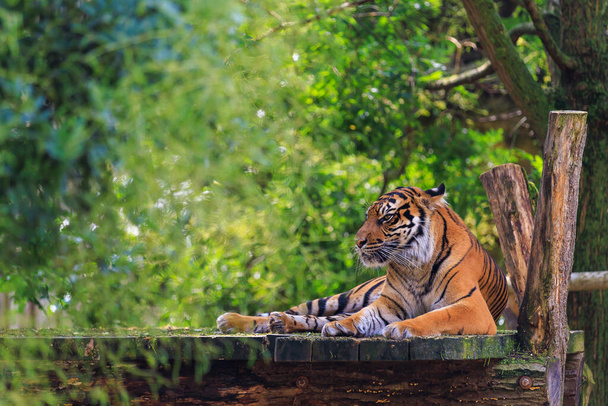 The tiger is resting. Background with selective focus and copy space for text - Fotografie, Obrázek