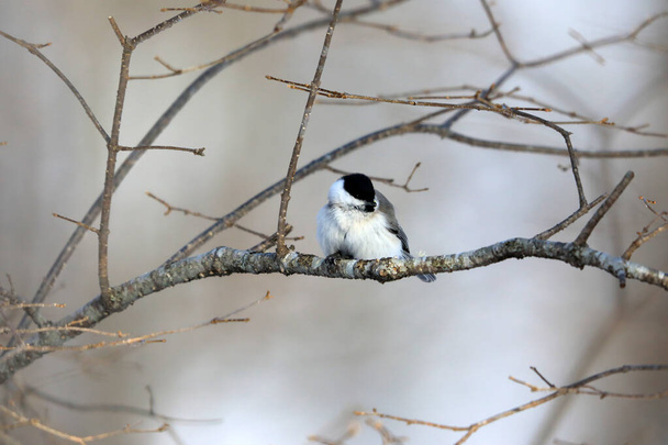 Willow tit (Poecile montanus restrictus) is a passerine bird in the tit family, Paridae. This photo was taken in Japan. - Photo, Image