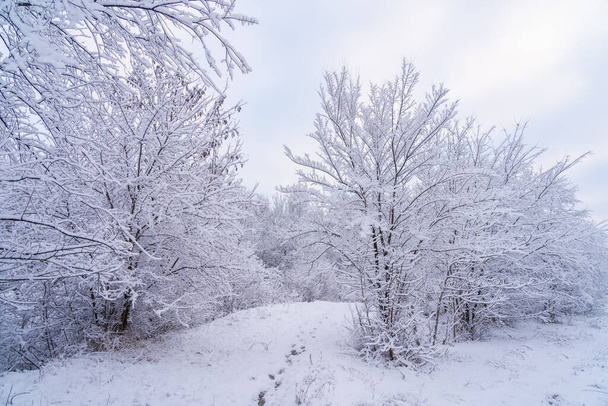 Wilder Wald im Schnee. Winterhintergrund mit selektivem Fokus - Foto, Bild