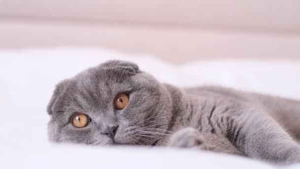Un bel gatto grigio scozzese è sdraiato su un letto in una camera da letto. Il gatto ha gli occhi gialli. - Filmati, video