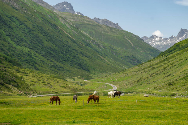 Horses graze in the high valley near the Bielerhhe, horse on a flower-strewn meadow in the mountains, steep mountains in the background, old glacial valley in Austria - Fotografie, Obrázek