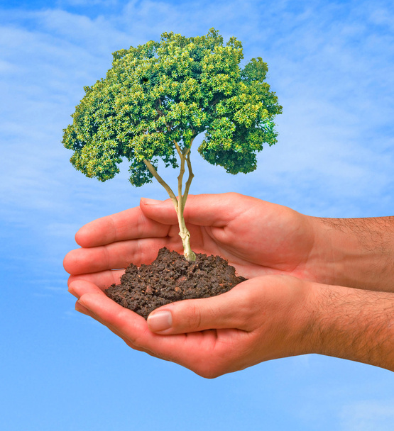 strom v dlaních jako symbol ochrany přírody - Fotografie, Obrázek