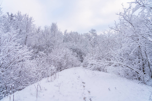 Bosque salvaje en la nieve. Fondo de invierno con enfoque selectivo - Foto, Imagen