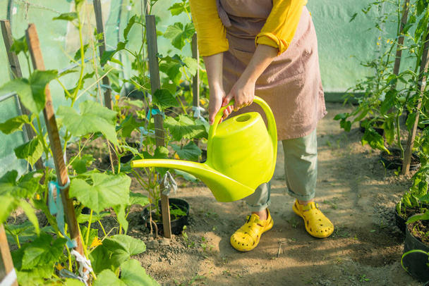 Landwirt gießt Bio-Tomatenpflanze im Gewächshaus, selbst angebautes Bio-Gemüse. Pflege des heimischen Gartenkonzepts - Foto, Bild