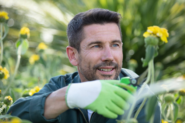 male gardener cutting flower with secateurs - Foto, afbeelding