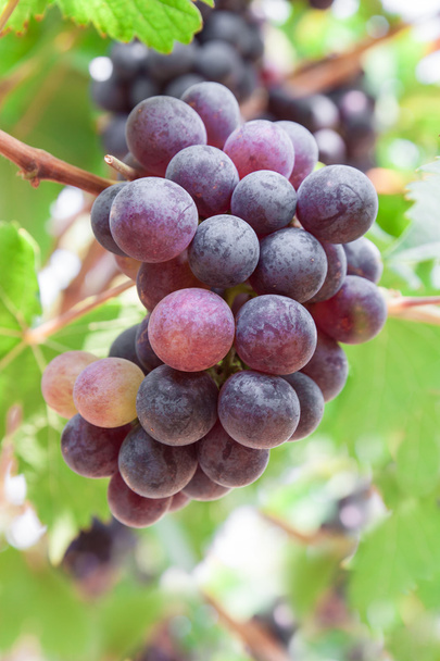 Uvas en viñedo
 - Foto, Imagen