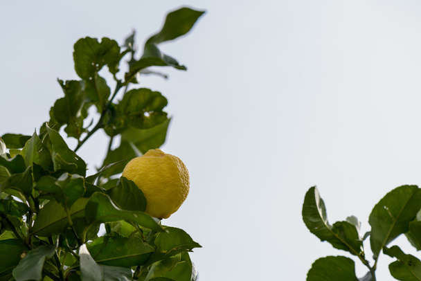 Лимон на дереве
 - Фото, изображение