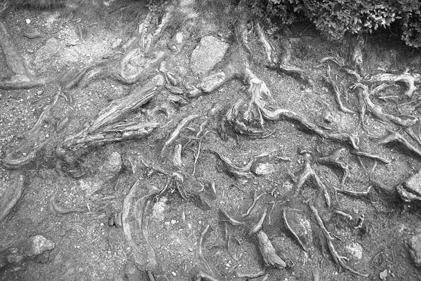 Korzenie i sieć korzeni jako czarno-białe tło - zakorzenione w podłodze lasu - Zdjęcie, obraz