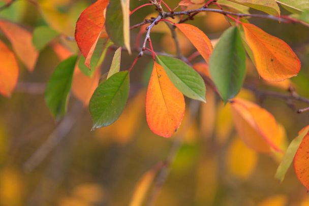 Abstrakter Herbst saisonaler Hintergrund für Wettervorhersage mit selektivem Fokus und Kopierraum für Text - Foto, Bild