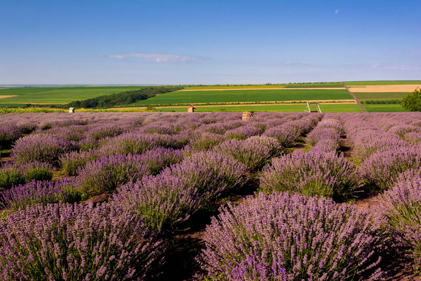 Lavender field and rural landscape in the background. Popular place near Chisinau, Moldova - Foto, immagini