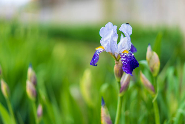 Květiny v záhonu květin Iris. Ekologizace městského prostředí. Pozadí s výběrovým zaměřením a kopírovacím prostorem - Fotografie, Obrázek
