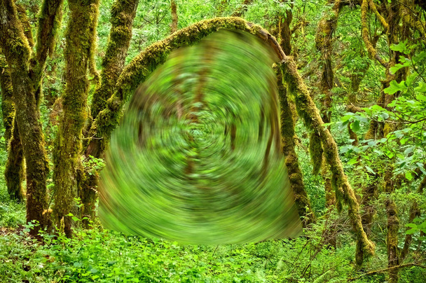 Drzwi portalu otwierają się w lesie  - Zdjęcie, obraz