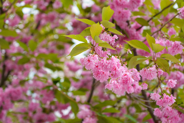 Квіти сакури ранньої весни. Квітучий сезон вишні та сливових дерев. Фон з вибірковим фокусом і простором для копіювання - Фото, зображення
