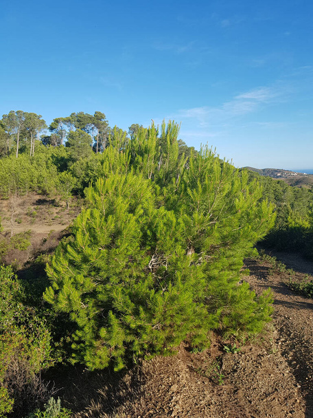 Pinheiro cresce na natureza - Pinheiro fica alto no meio de uma exuberante floresta verde. A árvore é uma cor verde profunda. A floresta está cheia de vida, com flores silvestres florescendo e pássaros cantando - Foto, Imagem