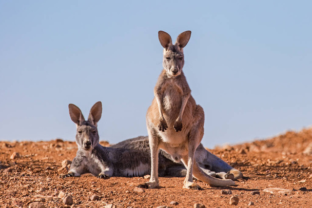 Australian Red Kangaroo's in outback New South Wales - Фото, изображение