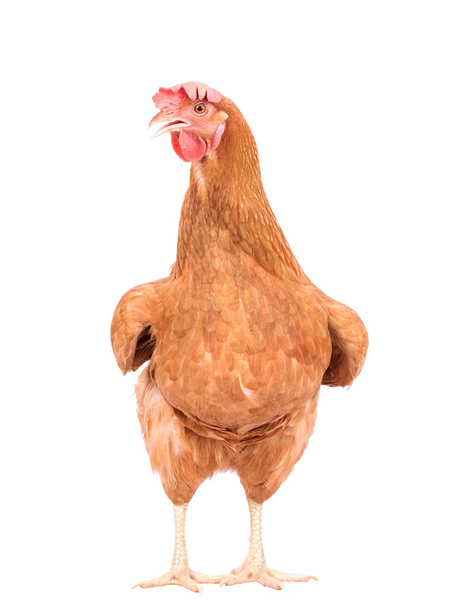 крупним планом портрет повне тіло коричневих жіночих яєць курча стоїть ш
 - Фото, зображення