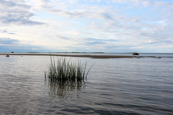 El Mar Báltico en una maravillosa noche de verano. Las cañas del lago - primer plano sobre el fondo de una saliva de arena y piedras de granito. Brisa suave y hermoso cielo nublado - Foto, Imagen