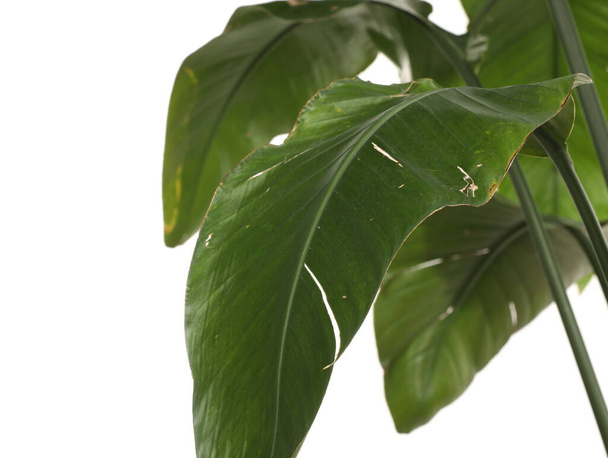 Houseplant with damaged leaves on white background, closeup - Фото, изображение