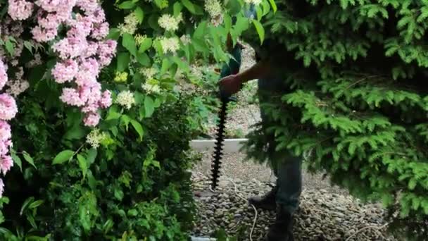 Snoeiplanten in de voorjaarstuin.man snijdt planten met een bosmaaier. Quince Japans kapsel.Vormsnoeien van struiken in de tuin. 4k-beelden - Video