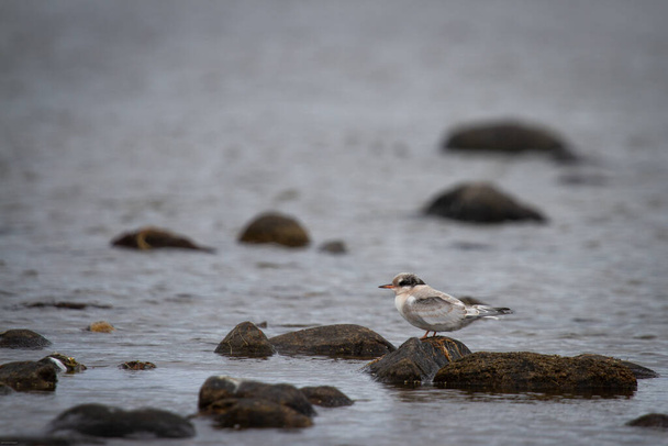 Juvenile arctic tern, Sterna paradisaea, sitting on a rock surrounded by water on an overcast day in Arviat, Nunavut, Canada - Photo, Image