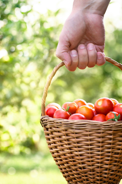 boer met tomaten - Foto, afbeelding