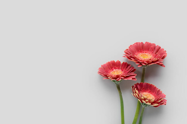 Piękne gerbera kwiaty na szarym tle - Zdjęcie, obraz