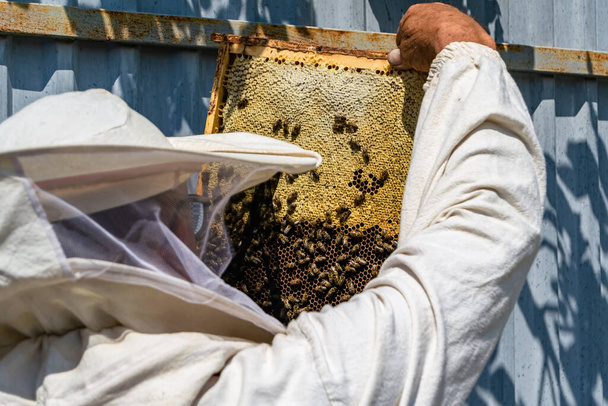 Winged μέλισσα πετάει αργά προς μελισσοκόμος συλλέγουν νέκταρ σε ιδιωτικό μελισσοκομείο από ζωντανά λουλούδια, μελισσοκόμος που αποτελείται από μελισσοκόμος χωριό, floret σκόνη στα πόδια της μέλισσας, μελισσοκόμος για τις μέλισσες στο φόντο μεγάλο μελισσοκομείο - Φωτογραφία, εικόνα