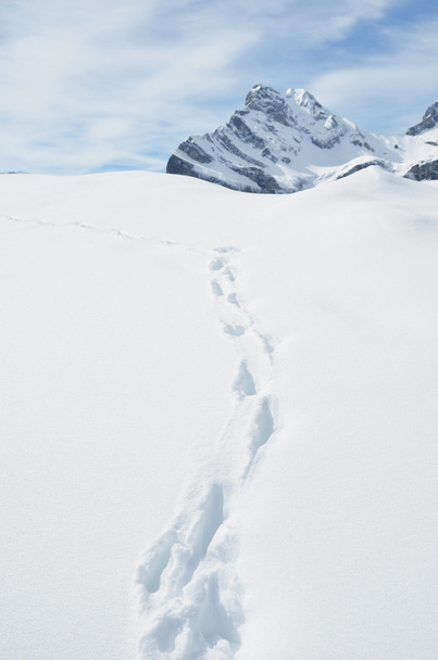 Сліди на снігу в швейцарських Альпах - Фото, зображення