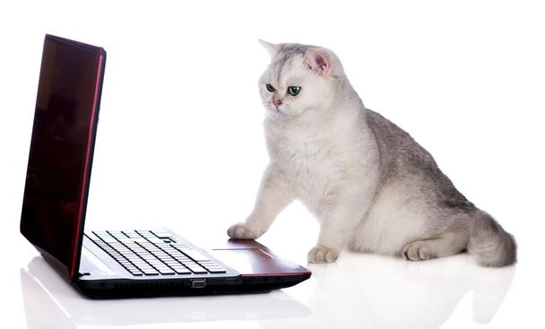 British shorthair cat on a laptop - Valokuva, kuva