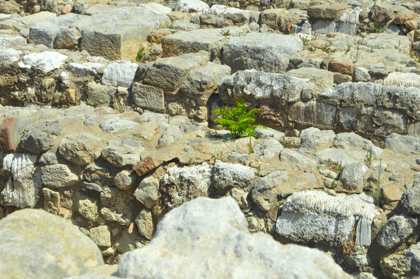 Рослина на камені
 - Фото, зображення