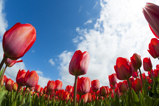 Campo de tulipán primer plano
, - Foto, imagen