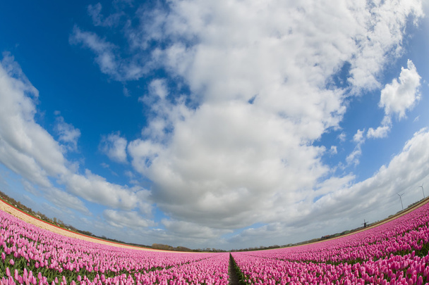 Fish eye view of a tulip field - Photo, Image