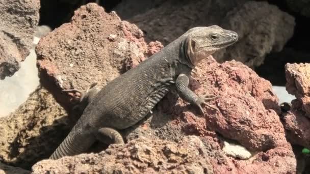 Gallotia stehlini is a giant lizard species found exclusively on Gran Canaria island. It has a distinctive appearance and intriguing behavior, which makes it a sought-after subject for research and - Footage, Video