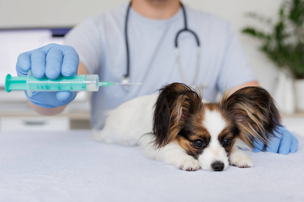 Больная маленькая собачка на столе и ветеринарная рука со шприцем - Фото, изображение