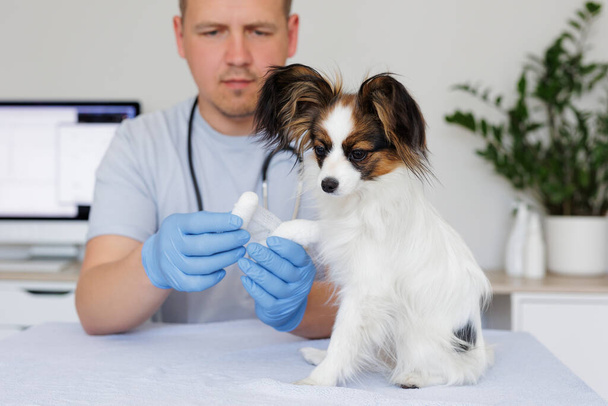 Veterinario profesional en uniforme de trabajo vendando una pata de un perro pequeño sentado en la mesa en la clínica veterinaria - Foto, Imagen