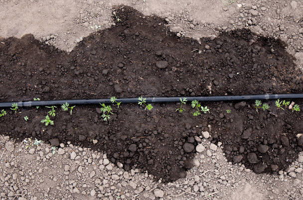 Πάνω από το έδαφος σωλήνα soaker σε λαχανόκηπο, πότισμα νέους καλλιέργεια καρότα σε εξωτερικούς χώρους την άνοιξη. Εμφάνιση υγρού εδάφους γύρω από σωλήνα soaker. - Φωτογραφία, εικόνα
