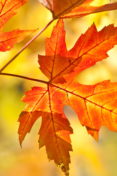 Maple Autumn leaves - Foto, afbeelding