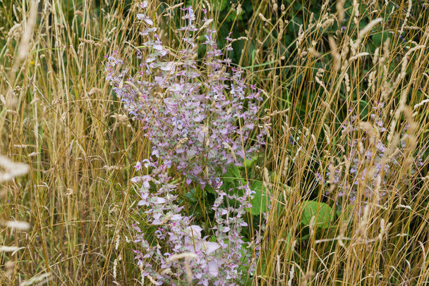 Стебли цветущей Salvia sclarea, также известной как шалфей клари среди высокой сухой травы в пасмурный день - Фото, изображение